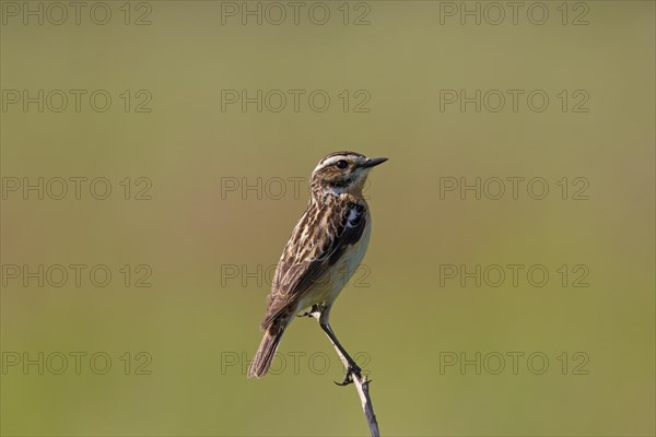 Whinchat (Saxicola rubetra) male perched