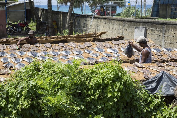 Men drying fish at the coast near Galle, Sri Lanka, Asia