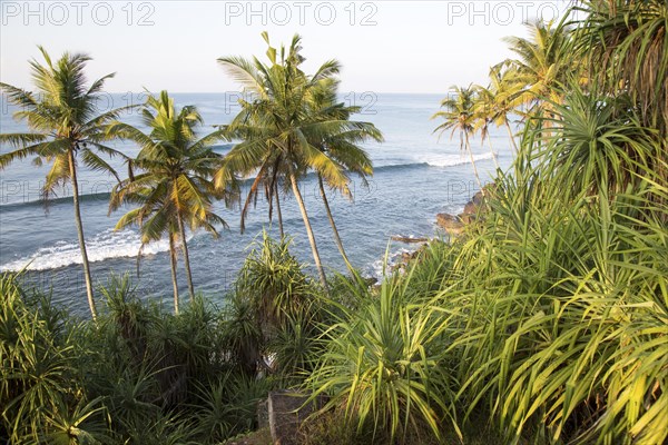 Tropical scenery of palm trees on a hillside by blue ocean, Mirissa, Sri Lanka, Asia