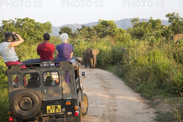 Elephant safari in Hurulu Eco Park biosphere reserve, Habarana, Anuradhapura District, Sri Lanka, Asia