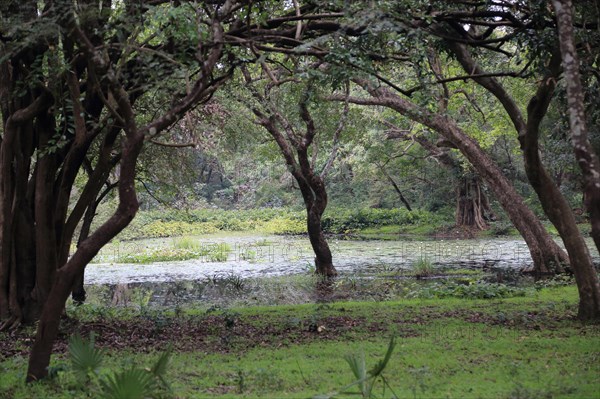 Natural vegetation water, trees at UNESCO World Heritage Site, the ancient city of Polonnaruwa, Sri Lanka, Asia