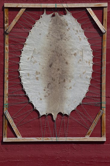 Harp seal skin (Pagophilus groenlandicus, Phoca groenlandica) stretched over wooden frame, Ilulissat, West-Greenland, Greenland, North America