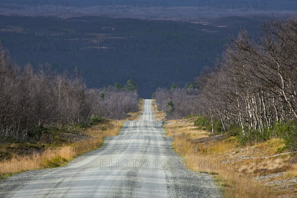 Desolate dirt road through birch forest in autumn, Jaemtland, Jaemtland, Sweden, Europe