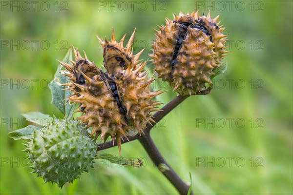 Thorn apple, jimsonweed, jimson weed, devil's snare, devil's trumpet (Datura stramonium), close-up of mature and immature seed capsules in autumn