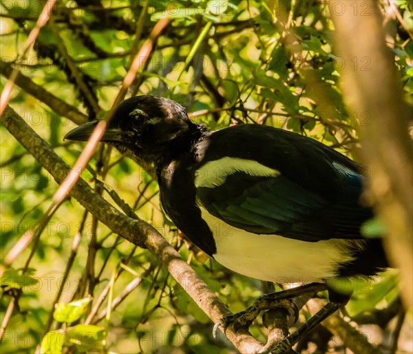 Extreme closeup of a magpie perched on the branch of a small bush on a sunny afternoon