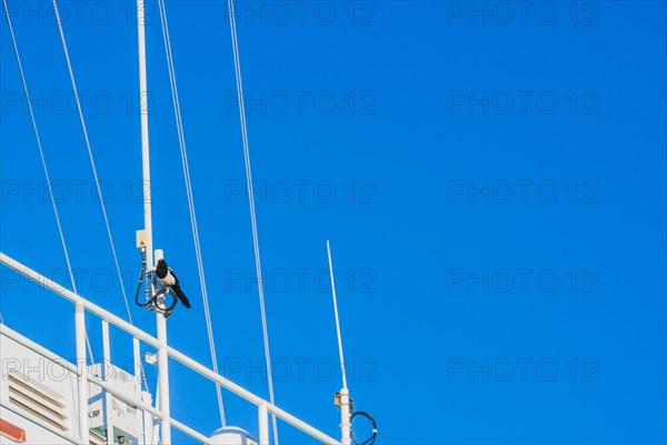 Magpie perched on coax cable on the rail of a ship with a clear blue sky in the background