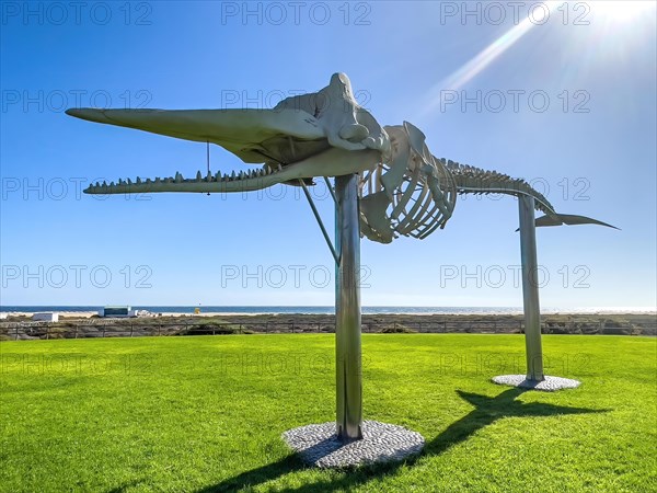 Sunbeam meets shines on stilts on public ground meadow in front of beach Matorral in Morro Jable on peninsula Jandia exhibited skeleton of 15 metre long sperm whale (Physeter macrocephalus) order fisch (Cetacea), in the background blue sea East Atlantic Atlantic, above bright blue sky, Morro Jable, peninsula Jandia, Fuerteventura, Canary Islands, Spain, Europe