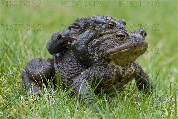 Common Toad, European Toad (Bufo bufo) pair migrating in amplexus to breeding pond in spring, Germany, Europe