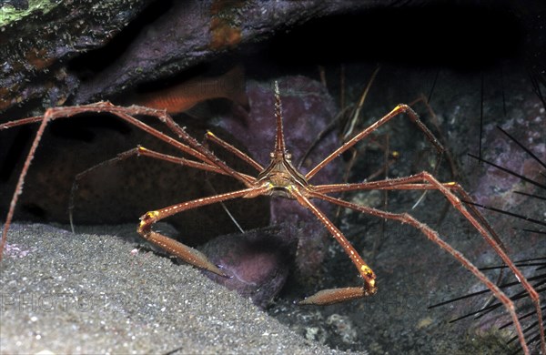 Single Atlantic spider crab (Stenorhynchus lanceloatus) sitting in front of a small cave dwelling, Eastern Atlantic, Macaronesian Archipelago, Fuerteventura, Canary Islands, Canary Islands, Spain, Europe