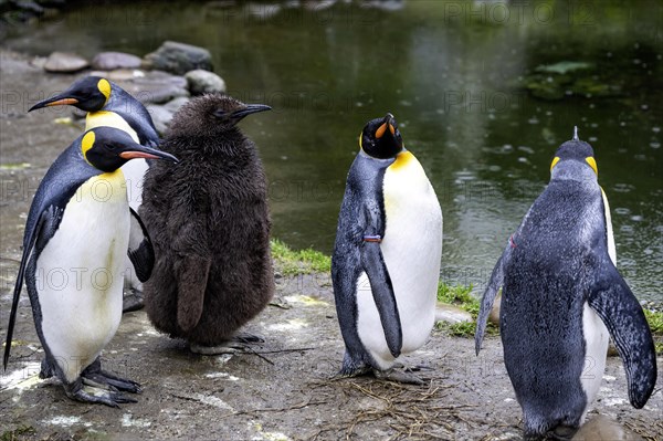 King penguins Aptenodytes patagonicus