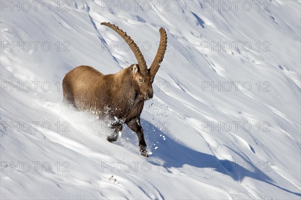 Alpine ibex (Capra ibex) male with large horns running down mountain slope in deep snow in winter, Gran Paradiso National Park, Italian Alps, Italy, Europe