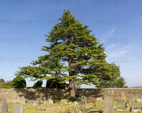 Atlas Cedar tree, Cedrus Atlantica, rural churchyard with gravestones, Colerne, Wiltshire, England, UK