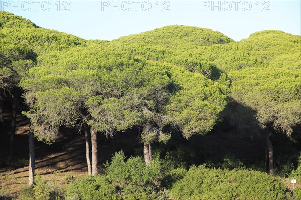 Stone pine trees, Pinus pinea, Parque Natural de Acantilado, Parque Natural de La Brena, Barbate, Cadiz province, Spain, Europe