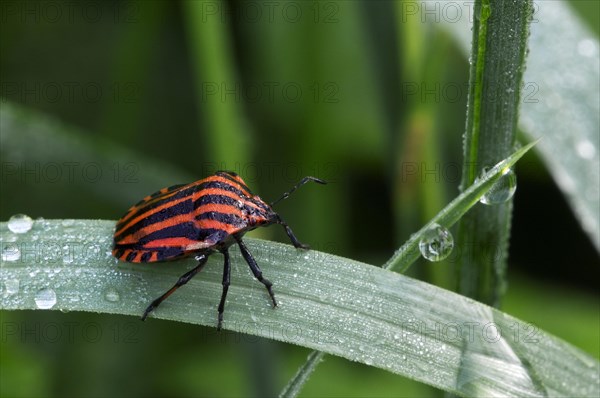 Italian striped-bug, Minstrel bug, Harlequin bug (Graphosoma lineatum, Graphosoma italicum) in grassland