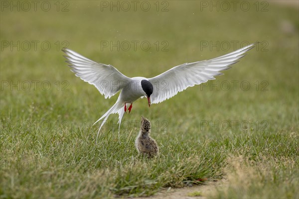 Arctic tern (Sterna paradisaea), feeding the chick in flight, Iceland, Europe