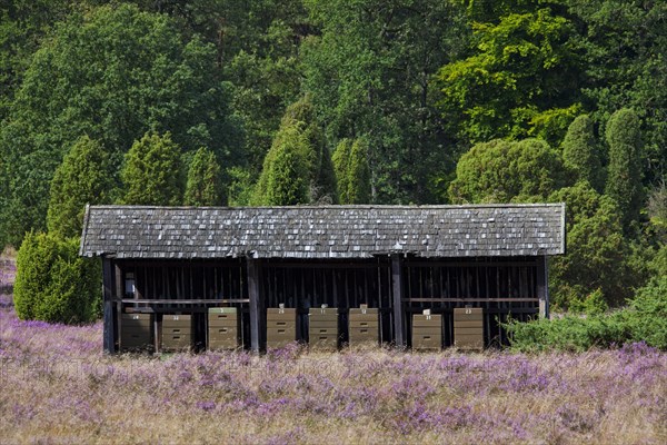 Bee hives, beehives of apiary in heathland of the Lueneburg Heath, Lunenburg Heath, Lower Saxony, Germany, Europe