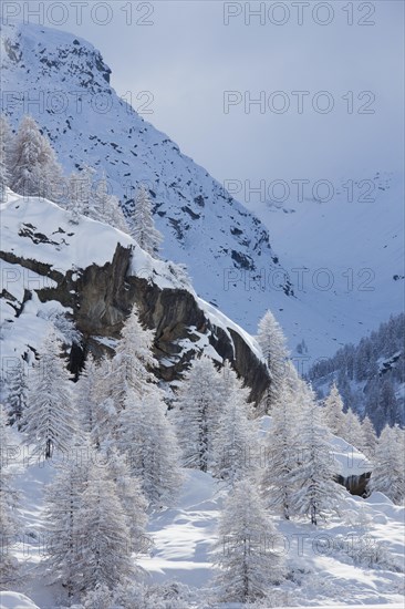 Larch trees in the snow in winter in mountain valley of the Gran Paradiso National Park, Valle d'Aosta, Italy, Europe