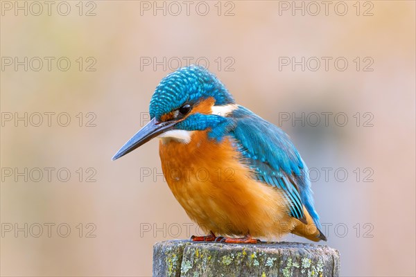 Common kingfisher (Alcedo atthis), male, on his perch, Stuttgart, Baden-Wuerttemberg, Germany, Europe, a colourful bird common kingfisher (Alcedo atthis), gazing intently into the distance, Europe
