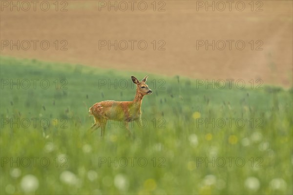 A fawn moves cautiously through a green field, Stuttgart, Baden-Wuerttemberg, Germany, Europe