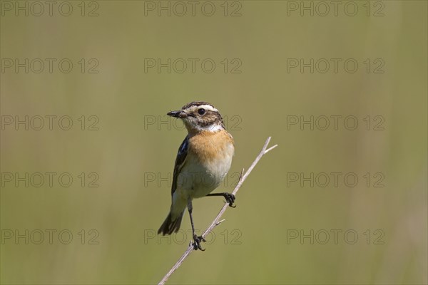 Whinchat (Saxicola rubetra) female with insect prey in beak