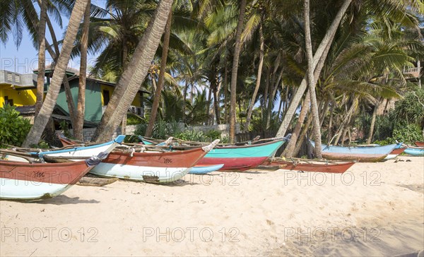 Brightly coloured fishing canoes under coconut palm trees of tropical sandy beach, Mirissa, Sri Lanka, Asia