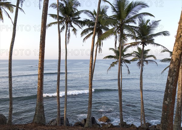 Tropical scenery of palm trees on a hillside by blue ocean, Mirissa, Sri Lanka, Asia