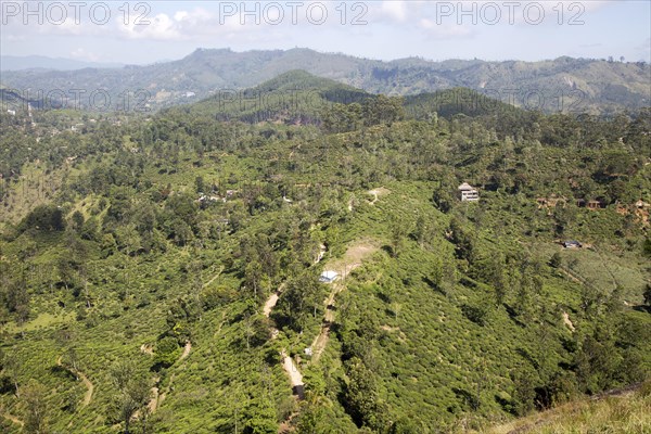 View over Newburgh tea estate, Ella, Badulla District, Uva Province, Sri Lanka, Asia