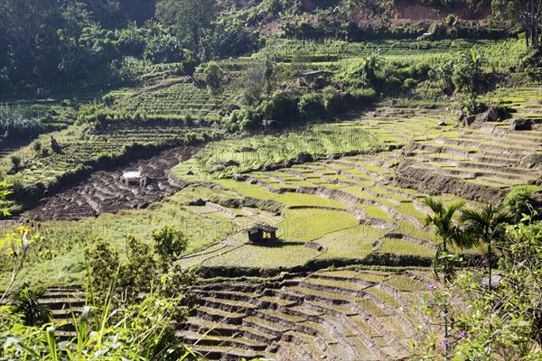 Paddy field rice farming terraces, Ella, Badulla District, Uva Province, Sri Lanka, Asia