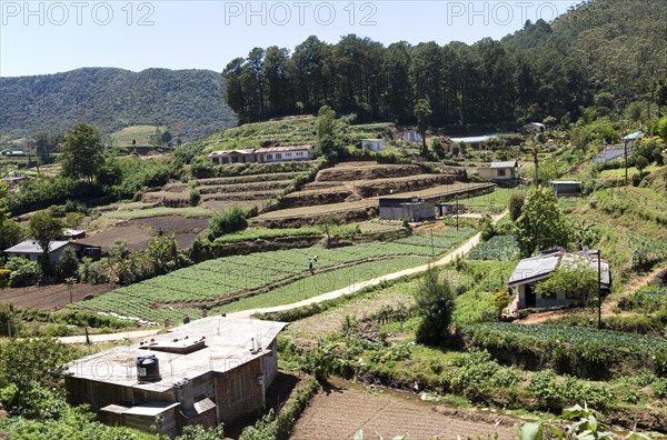 Intensive subsistence farming near Nuwara Eliya, Central Province, Sri Lanka, Asia