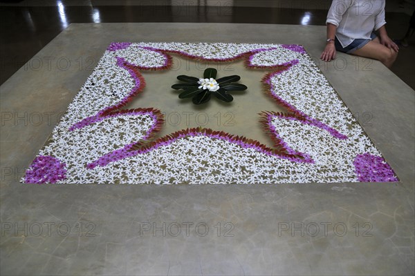 Frangipani petal picture in water Amaya Beach Resort and Spa hotel, Pasikudah Bay, Eastern Province, Sri Lanka, Asia