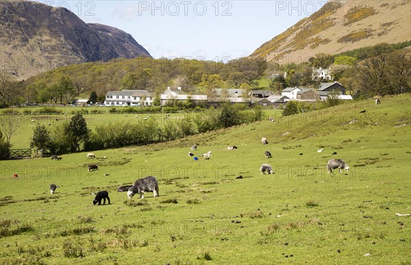 Fields around the village of Buttermere, Lake District national park, Cumbria, England, UK