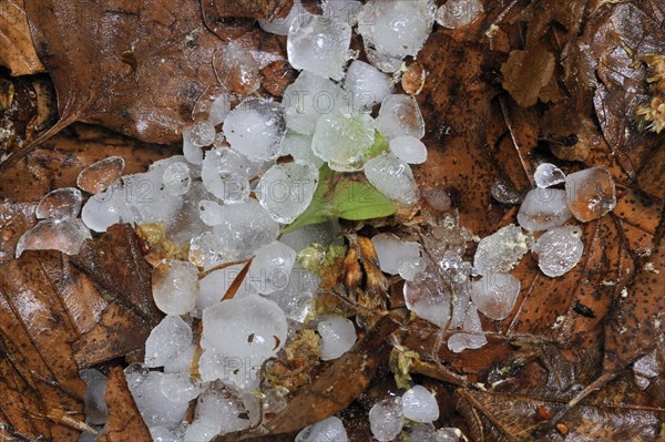 Hailstones on leaves on the forest floor after hailstorm