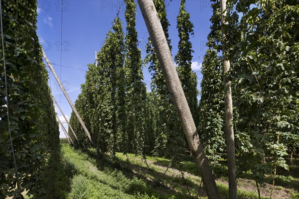 Harvesting of hops (Humulus lupulus), Poperinge, Belgium, Europe