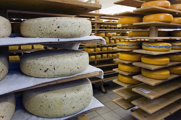 Cheeses in dairy storage room of the Beauvoordse Walhoeve, Veurne, Belgium, Europe
