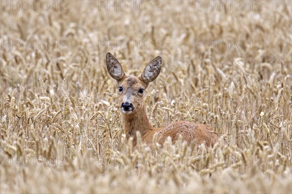 European roe deer (Capreolus capreolus) female, doe foraging in cereal field, cornfield, wheat field in summer