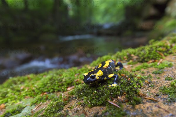 European salamander, Fire salamander (Salamandra salamandra) near stream in forest