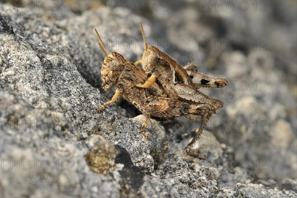 Pezotettix giornae, Pezotettix giornai, male and female couple mating on rock, La Brenne, France, Europe