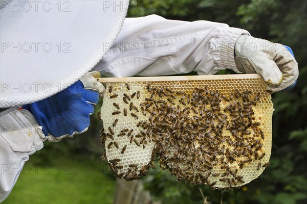 Beekeeper in protective clothing inspecting frame with honeycomb from honey bees (Apis mellifera)