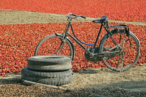 Old bicycle standing in front of field with harvested red bell peppers drying in the sun, Mandalay Region, Myanmar, Burma, Asia