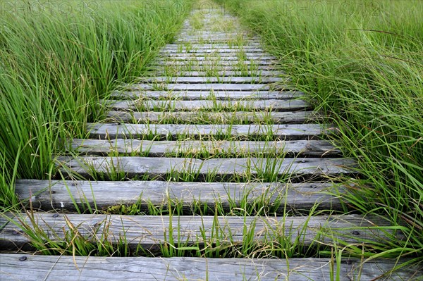 Wooden boardwalk in the moorland of the fragile ecosystem High Fens, Hautes Fagnes, Belgian Ardennes, Belgium, Europe