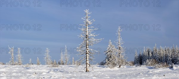 Snow covered burned spruce trees in frozen moorland in the nature reserve High Fens, Hautes Fagnes in winter, Belgian Ardennes, Belgium, Europe