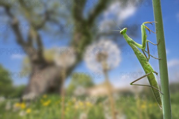 European mantis, praying mantis (Mantis religiosa) climbing stem in meadow in summer, La Brenne, Indre, France, Europe