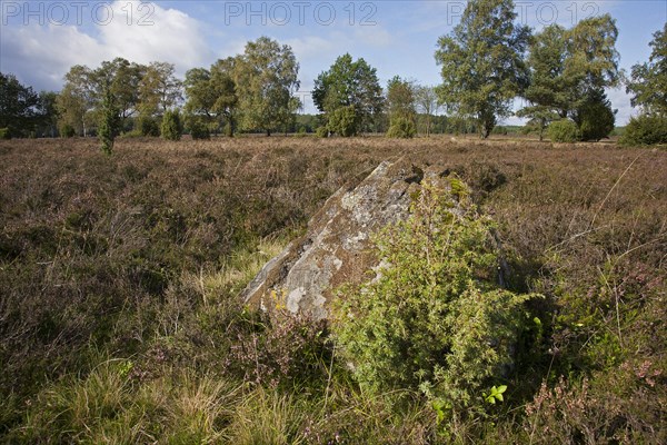Erratic block, travelled stone on the Lueneburg Heath, Lunenburg Heathland, Lower Saxony, Germany, Europe