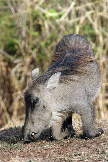 Kneeling common warthog (Phacochoerus aethiopicus) grazing in the Mole National Park, Ghana, West Africa, Africa