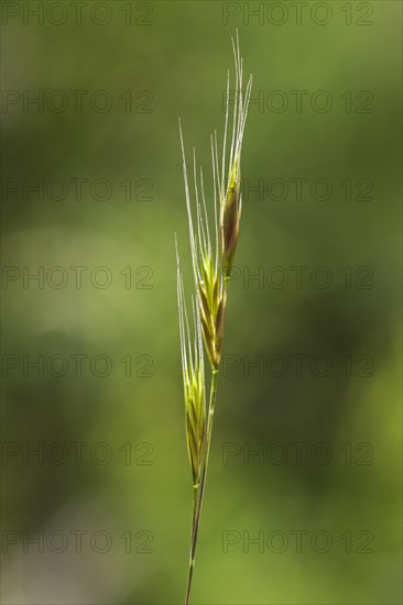 Squirrel-tail fescue, brome fescue (Vulpia bromoides) close up of spike