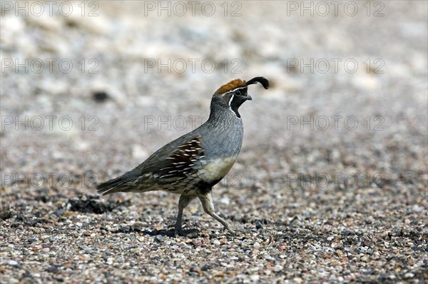 Gambel's quail (Callipepla gambelii, Lophortyx gambelii) male foraging in the desert, native to Southwestern United States