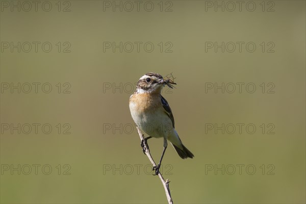 Whinchat (Saxicola rubetra) female with insect prey in beak