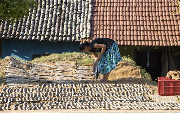 Woman drying fish Mirissa, Sri Lanka, Asia