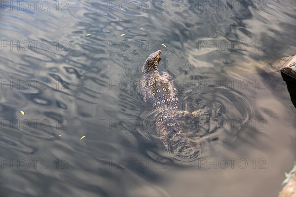 Water monitor (Varanus salvator) in lake, Polonnaruwa, North Central Province, Sri Lanka, Asia