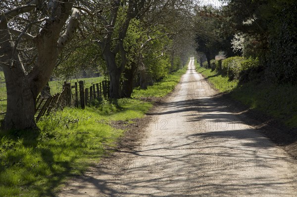 Long straight country road passing leafless trees, Sutton, Suffolk, England, UK